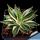 Agave lophantha quadricolor (Agave "Goshikibandai")