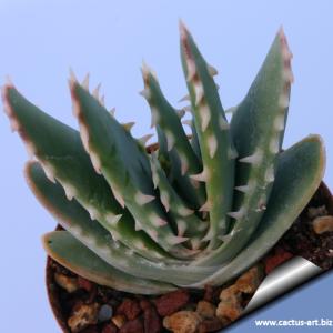 Aloe longistyla