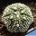 Astrophytum asterias "Star type"