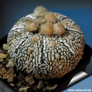 Astrophytum asterias cv. SUPERKABUTO classical form (mixed patterns)