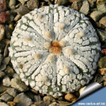 Astrophytum asterias cv. SUPERKABUTO Special selection