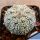 Astrophytum asterias cv. SUPERKABUTO Special selection