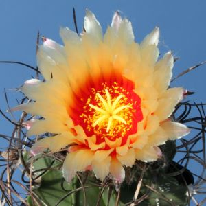 Astrophytum capricorne (mixed forms)