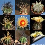 Astrophytum capricorne (mixed forms)