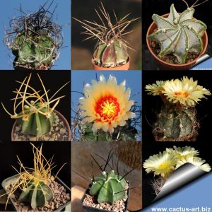 Astrophytum capricorne (mixed forms)