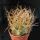 Astrophytum capricorne v. aureum - Long golden spines