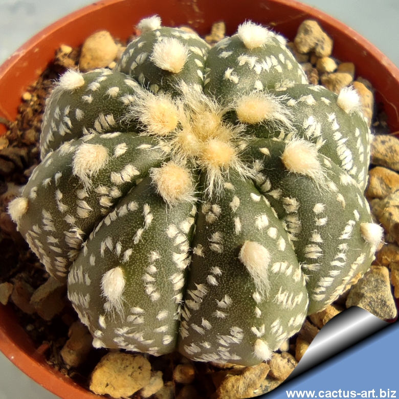 Astrophytum hybrid AS- CAP (asterias x capricorne)