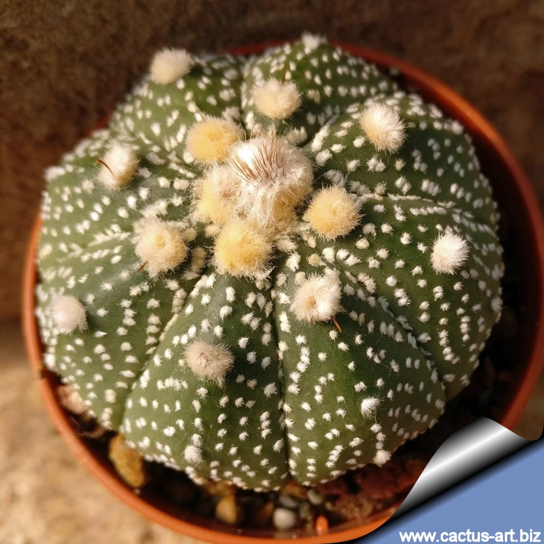 【洋書】Astrophytum Hybrids 洋書】Japanese Hybrids Astrophytum : 多肉植物ワールド - 通販