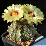 Astrophytum hybrid AS-CAP F2 (asterias x capricorne) - mixed patterns