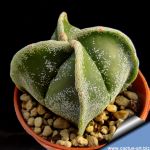 Astrophytum myriostigma "quadricostatum subnudum"