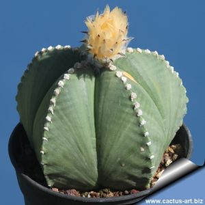 Astrophytum myriostigma "nudum" (cv. RURI KABUTO)