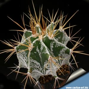 Astrophytum ornatum