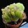 Cereus sp. forma mostruosa cristata