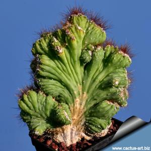Cereus sp. forma mostruosa cristata