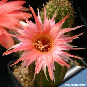 Chamaecereus hybrid (Chamaelobivia) cv. BOOM