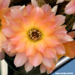 Chamaecereus hybrid cv. PERLA DI VERONA