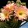 Chamaecereus hybrid cv. PERLA DI VERONA
