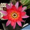 Chamaecereus hybrid (Chamaelobivia) cv. RAINBOW