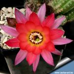 Chamaecereus hybrid cv. RAINBOW