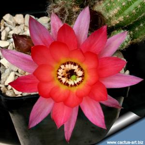 Chamaecereus hybrid (Chamaelobivia) cv. RAINBOW