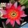 Chamaecereus hybrid (Chamaelobivia) cv. RAINBOW