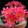 Chamaecereus hybrid (Chamaelobivia) cv. RAINBOW