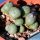 Conophytum minutum