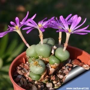 Conophytum minutum