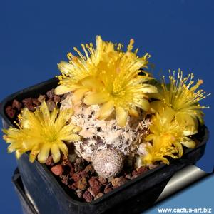 Copiapoa laui FK 439 Esmeralda Guanillos, Chile