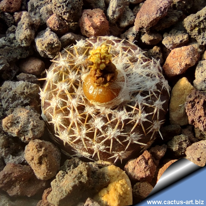 羅本製所COPIAPOA MONSTER Blue Skinned Hybrid COPIAPOA MONSTER 】 COPIAPOA MONSTER Blue Skinned Hybrid