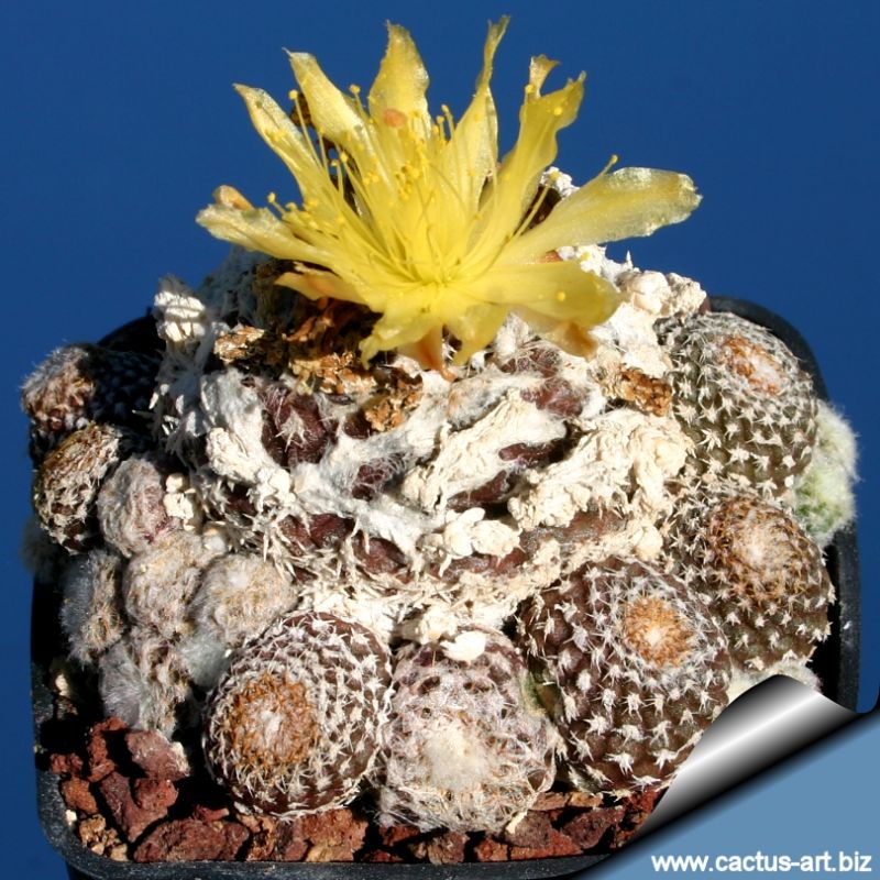 Copiapoa laui FK439 Esmeralda Guanillos, Chile (1-2 cm Ø)