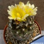 Copiapoa maritima KK1709 Paposo, Chile 50-100m