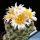 Pediocactus simpsonii "caespitosa" SB586 Wayne County, Utah, USA 
