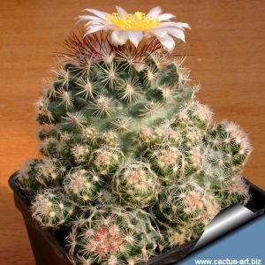 Pediocactus simpsonii "caespitosa" SB586 Wayne County, Utah, USA 