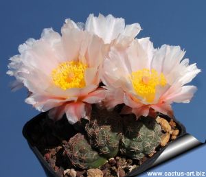Puna bonnieae DJF319 Cuesta Loro Huasi, Catamarca, Argentina