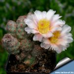 Puna bonnieae DJF 319 - Cuesta Loro Huasi