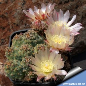 Puna subterranea
