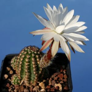 Pygmaeocereus akersii