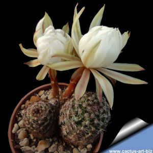 Pygmaecereus akersii