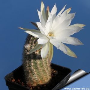 Pygmaeocereus bylesianus (Perù)