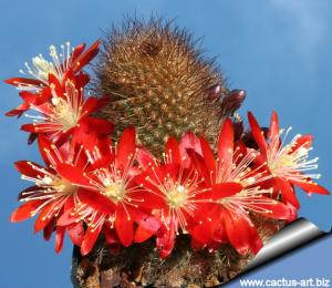 Rebutia fulviseta WR319 Tarija, Tarija, Bolivia