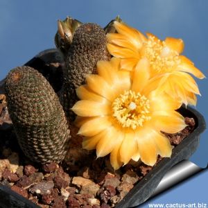 Rebutia gonjianii Syn.: Cylindrorebutia gonjianii