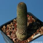 Rebutia gonjianii Syn.: Cylindrorebutia gonjianii