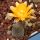 Rebutia gonjianii Syn.: Cylindrorebutia gonjianii