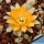 Rebutia gonjianii Syn.: Cylindrorebutia gonjianii