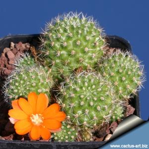 Rebutia pulvinosa FR766 - Río Pilaya in lateral gulley, North-East of Tarija, Tarija, Bolivia