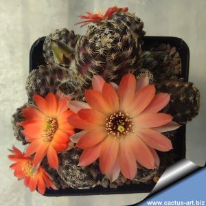 Rebutia pygmaea (Mediolobiva pygmaea) Mixed colours