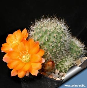 Rebutia simoneana R739 - Tarvita, Azurdua, Chuquisaca, Bolivia (Syn.: Aylostera)