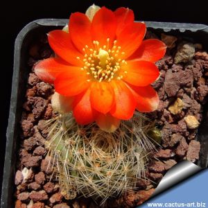 Rebutia steinmannii v. christinae R492A Nazareno to Rodeo, Tarija Bolivia, 3500m 