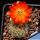 Rebutia steinmannii v. christinae R492A Nazareno to Rodeo, Tarija Bolivia, 3500m 